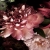 Fototapeta Kwiaty 3D na ciemnym tle na wymiar kolekcja PRESTIGE
